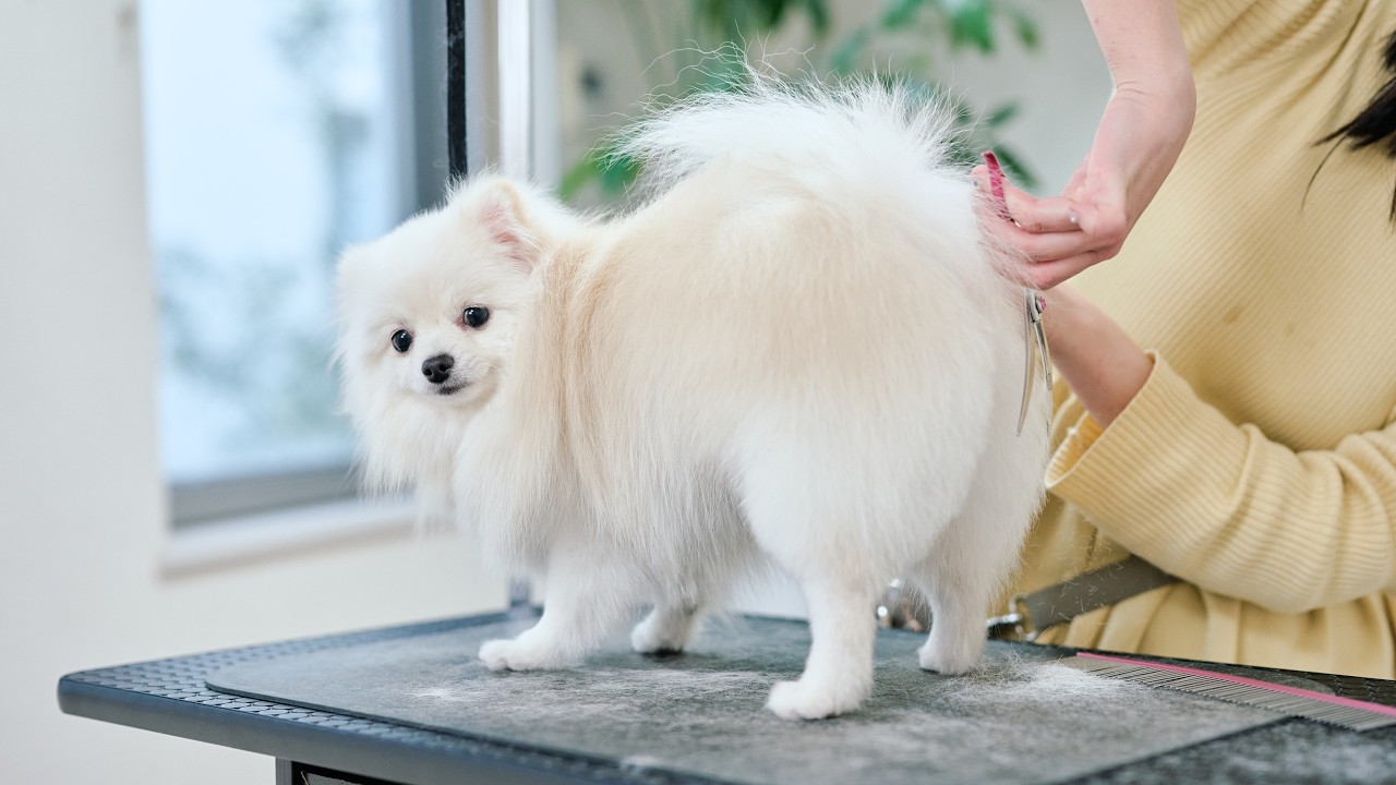 可愛すぎるポメラニアン、初めてお尻をカットします！