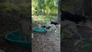 Video preview image #1 Great Dane-Unknown Mix Puppy For Sale in Holly Springs, NC, USA