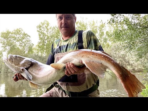 Fly Fishing. Hucho enorme, devuelto a la vida. #anzuelo #pesca #salmon