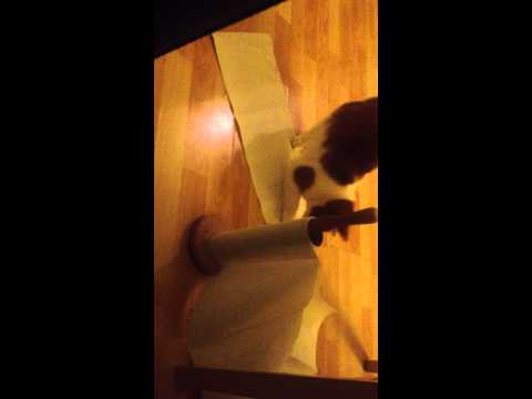 Molly Dræber Køkkenrulle