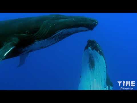 TIME TO REFLECT - Whale Song.