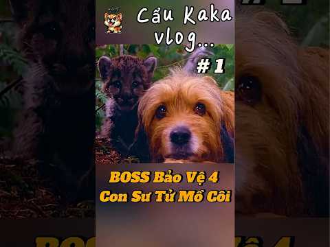 #1 Boss Bảo Vệ 4 Con Sư Tử Mồ Côi #caukakavlog #shorts