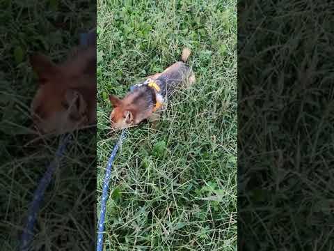 【PEPPY LIFE】抜けにくいショルダーハーネス