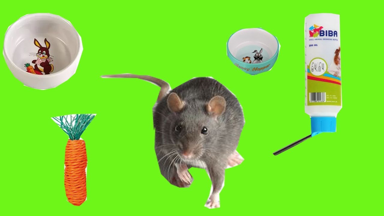 Что необходимо для клетки где живет крыса