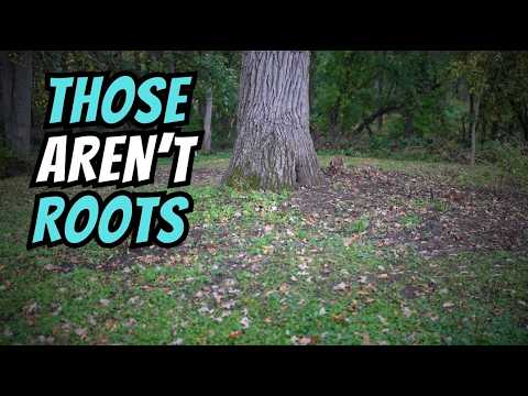 We Were Digging at an 1880s Homestead…Then This Happened