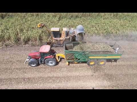 Cameco 3510 and Case IH Puma 180 haulout Cutting Sugarcane In Australia