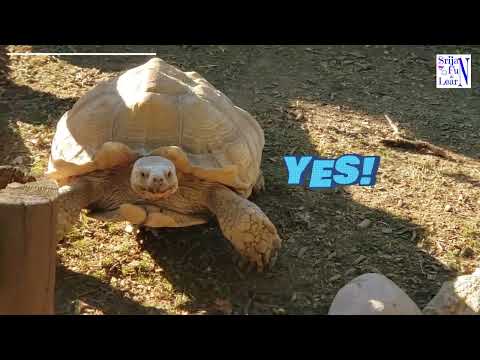 Srijan is at Santa Village Part - 3 | Awesome Animals At Santa Land | Animals Video For Kids