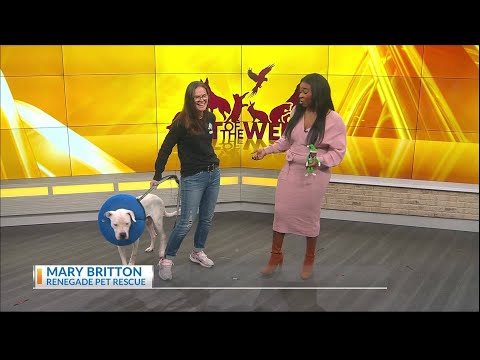 Pet of the week: Meet Mister Mom - YouTube