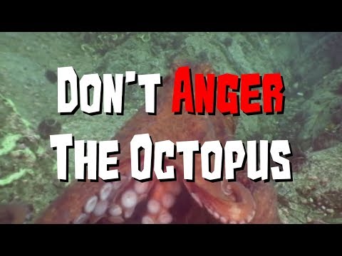 Octogeddon Teaser Trailer - Don't Anger The Octopus thumbnail