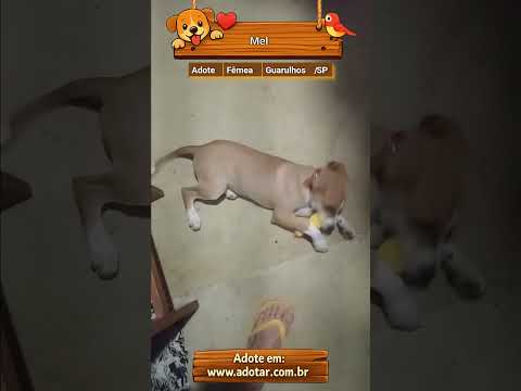 Vídeo de Mel