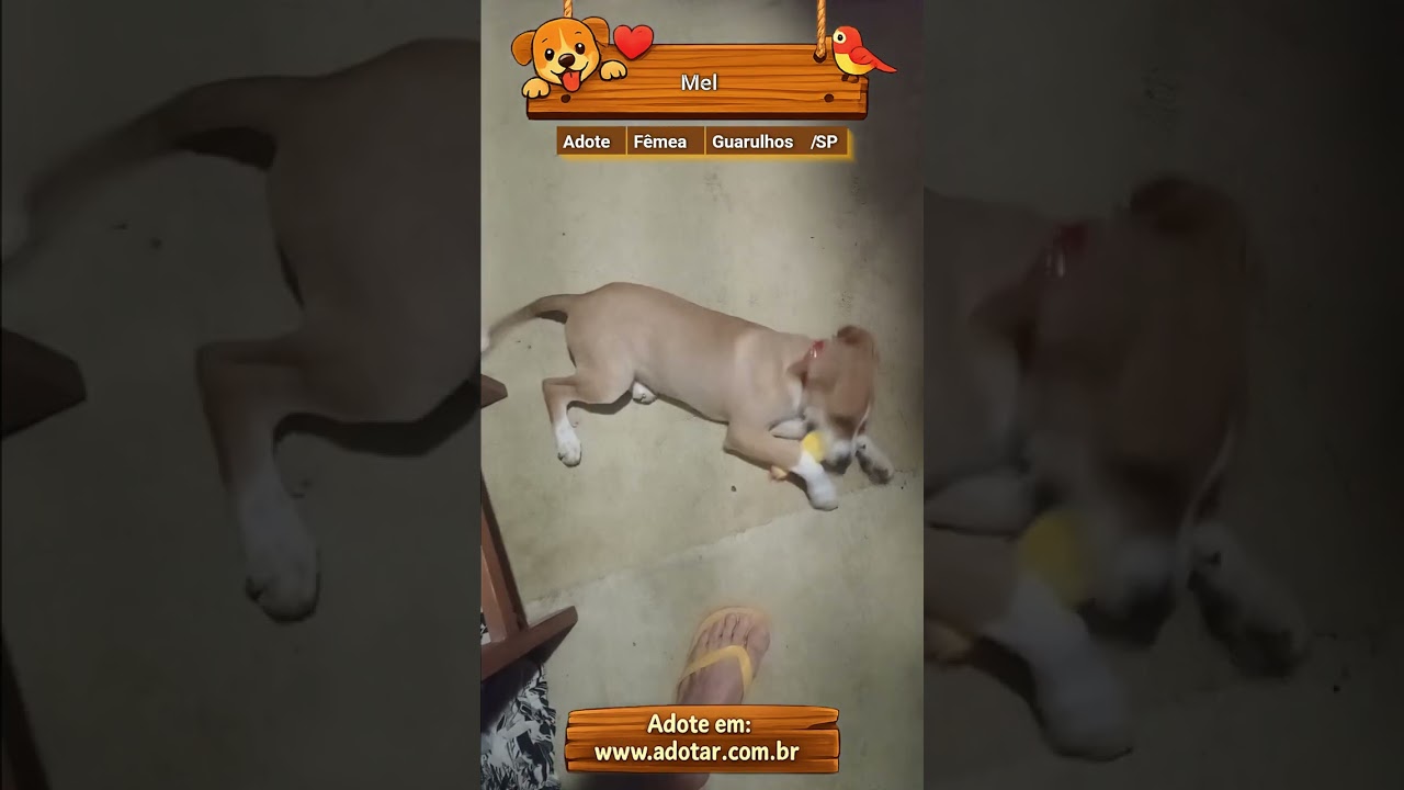 Cachorro raça SRD-ViraLata idade 2 a 6 meses nome Mel