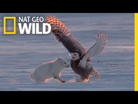 Why Is This Arctic Fox 'Dancing" With a Snowy Owl? | Nat Geo Wild