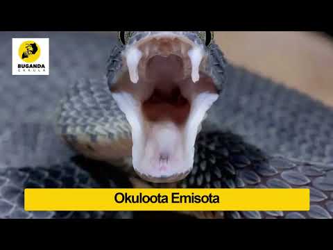 Okuloota Emisota - Ebirooto Namakulu Gaabyo - Buganda Ekkula