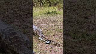 You Won't Believe These Funny Animal Moments Caught In The Savannah