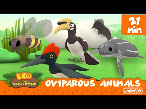 Oviparous Animals Minisode Compilation (Part 4/7) - Leo the Wildlife Ranger | Animation | For Kids