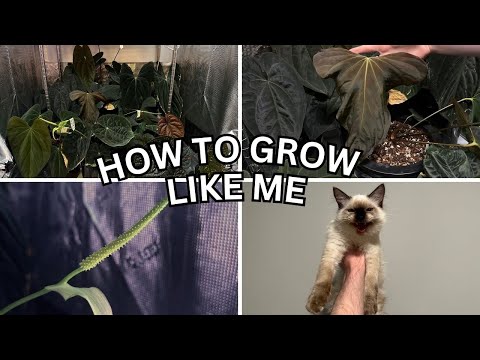 Everything You Need to Know to Grow Anthurium Like Me