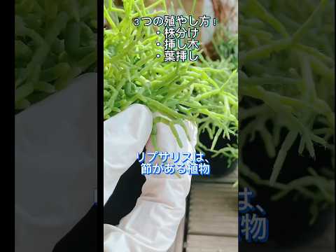 園芸 ヤドリギサボテン、ベリーリプサリス