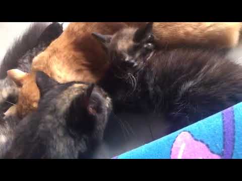 Kittens with Mummy Cat - Tilu with her baby Tusu and Chutki our #gingerkitten 😸 #cats #kittens