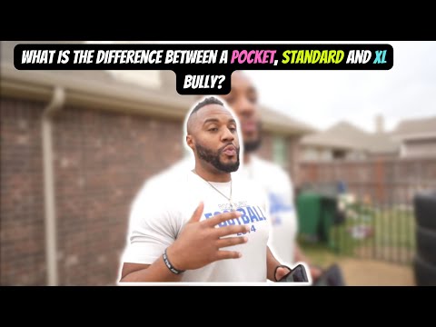 Pocket, Standard, & XL Bullies...What's the Difference?