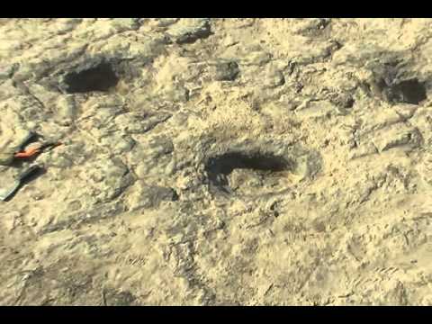 Dinosaurios Cuchilla del Ombú  Tacuarembó