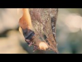 Brass Bed "Yellow Bursts of Age" [Official Music Video]