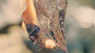 Brass Bed "Yellow Bursts of Age" [Official Music Video]