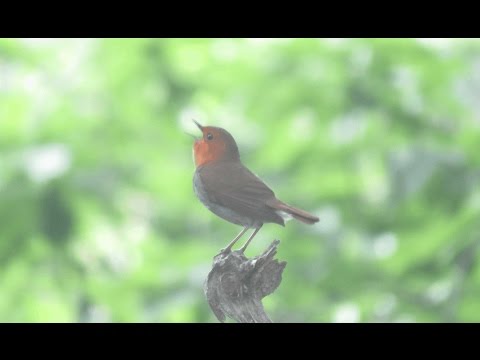 柳沢峠のコマドリとマミジロ | 野鳥情報.com
