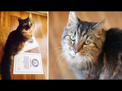 World's Oldest Cat