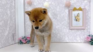 柴犬の動画01
