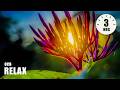 Morning Relaxing Music Beautiful Nature And Positive Energy Disley