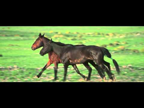 TUGU feat EYESCOOL, GAVANA "TENGERIIN HULEG"