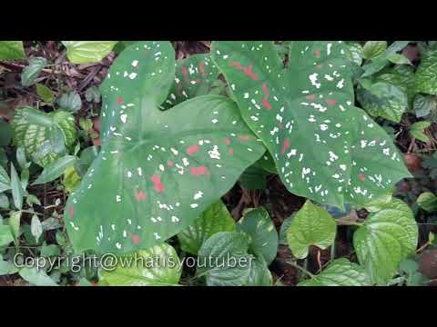 Who put Dots on this Plant ? A Sri Lankan native miracle Thith Habarala(What is Youtuber)