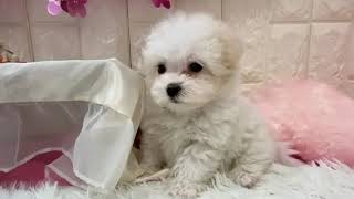 ハーフ犬の動画01