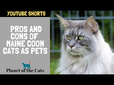 Pros and Cons of Maine Coon Cats as Pets