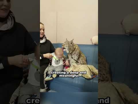 A family's love for a lynx knows no bounds #animals #shortsvideo #lynx