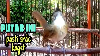 Download lagu suara srdc seperti ini pasti cepat gacor.#SIKATAN RIMBA DADA COKLAT mp3