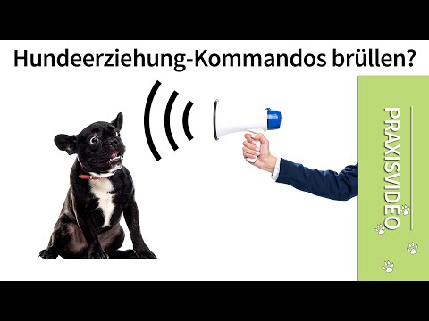 Hundeerziehung - Kommandos brüllen? ➡️ Praxisvideo ✔️