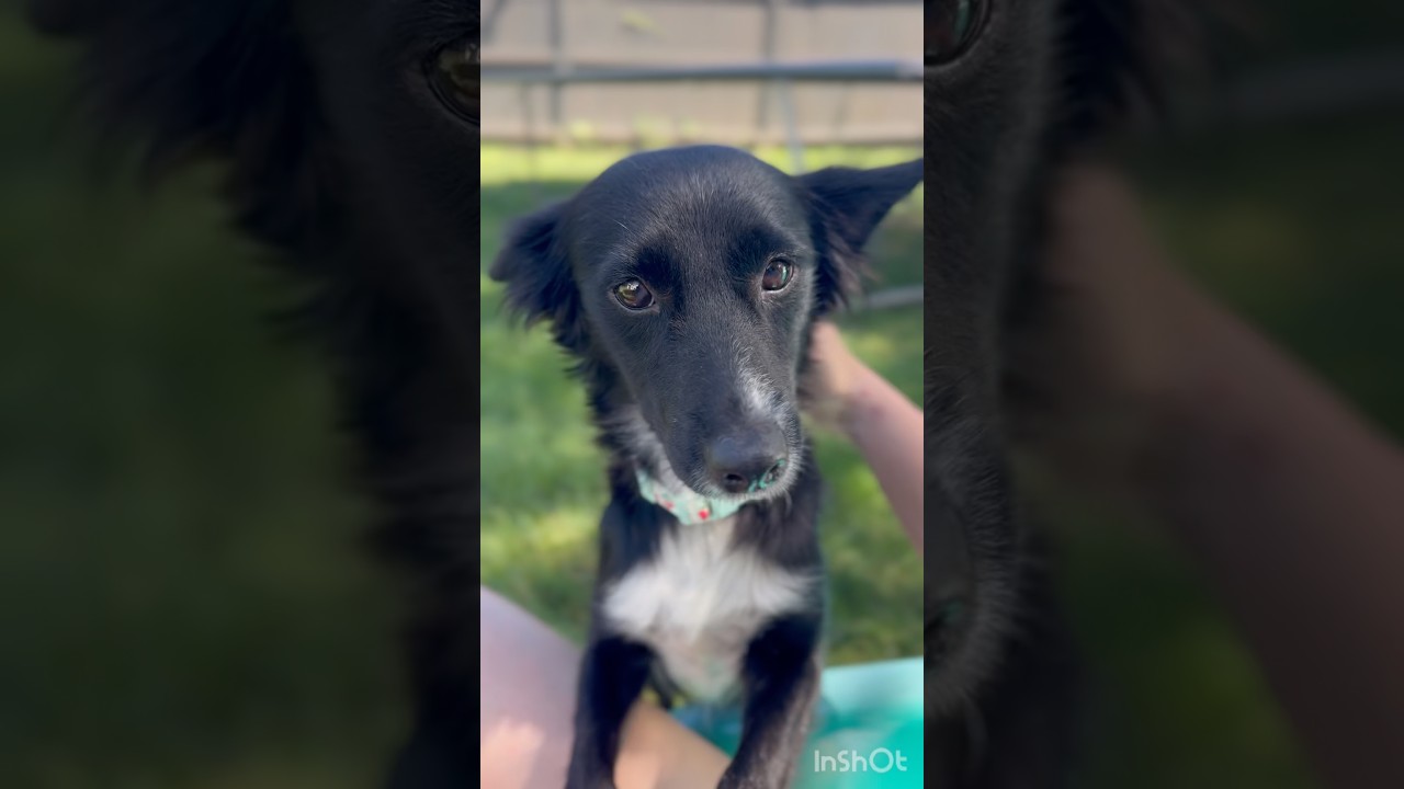 Enlarge Demi, a ADOPTABLE mixed breed in Gainesville, VA video 6/6