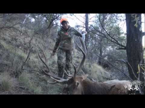 download lagu mp3 mp4 Elk Meat For Sale Colorado, download lagu Elk Meat For Sale Colorado gratis, unduh video klip Elk Meat For Sale Colorado