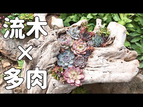 ロマンチックな装飾のアイデア ヴィンテージ スタイル トランク 枯れ木