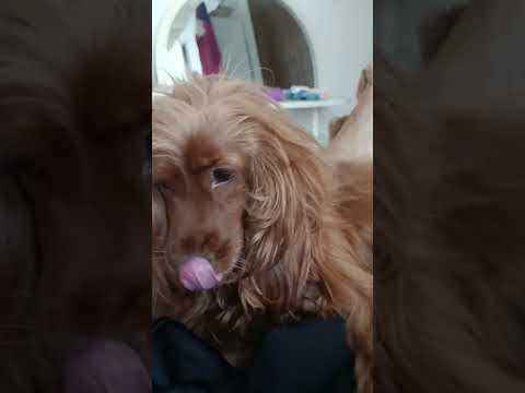 I'm tired, don't bother me 😁😂 #dog #funny #youtube