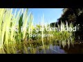Life in a garden pond - A GoPro underwater view