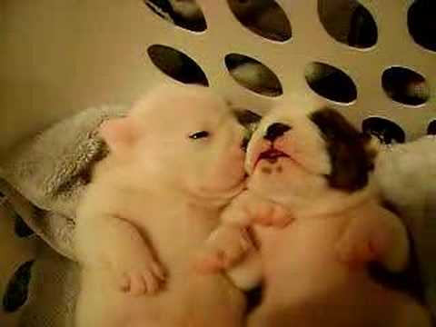 Cute Overload: Dreaming Puppies!