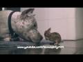 Adorable! Pit Bull CLEANS Baby Bunny (Cottontail Rabbit) in HD. Bunny & Dog