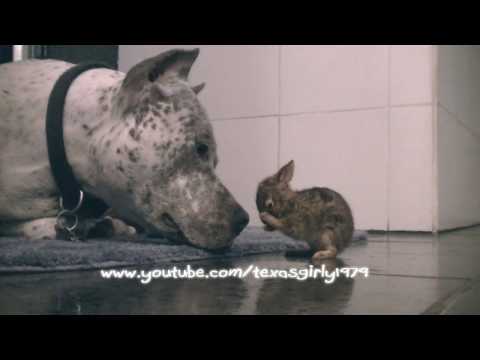 Funny dog videos - Adorable! Pit Bull CLEANS Baby Bunny (Cottontail R )