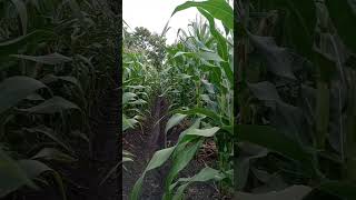 Download lagu follow-up corn planting mp3