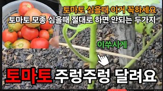 토마토모종 심을때 이거하면! 주렁주렁 열려요! #토마토심기 #토마토모종심는방법 #토마토키우기 #토마토농사 #…
