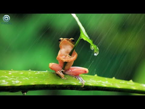 "In the Rain" 로맨틱한 수면 음악 - 꿈이었나..