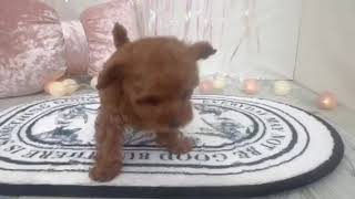 タイニープードルの動画01