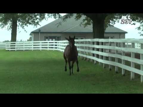 HIp #237 GRAND SLAM MISS (CANTAB HALL - ANDOVER THE NET)